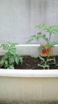 2011051808420000トマト.jpg