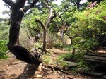 PICT0003坂浜柿の木ブログ.jpg