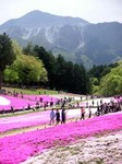 PICT0005武甲山と芝桜.jpg